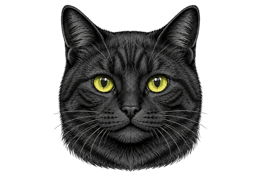 zwarte kat