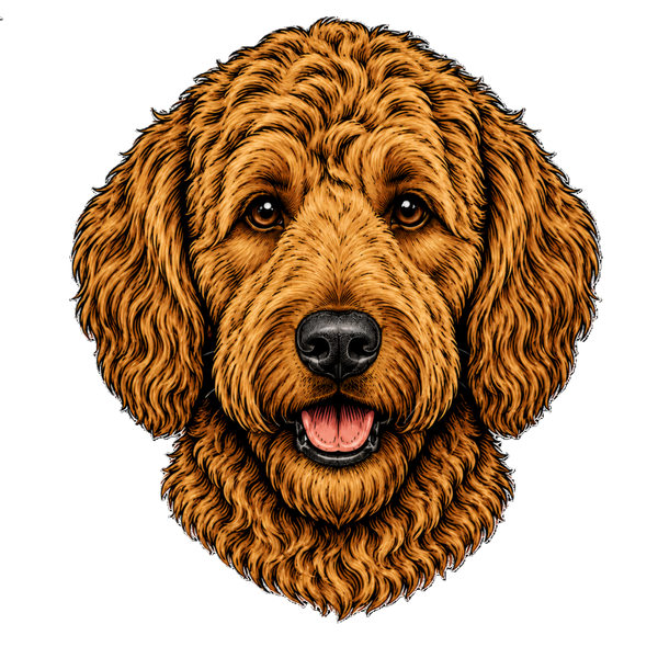 Labradoodl